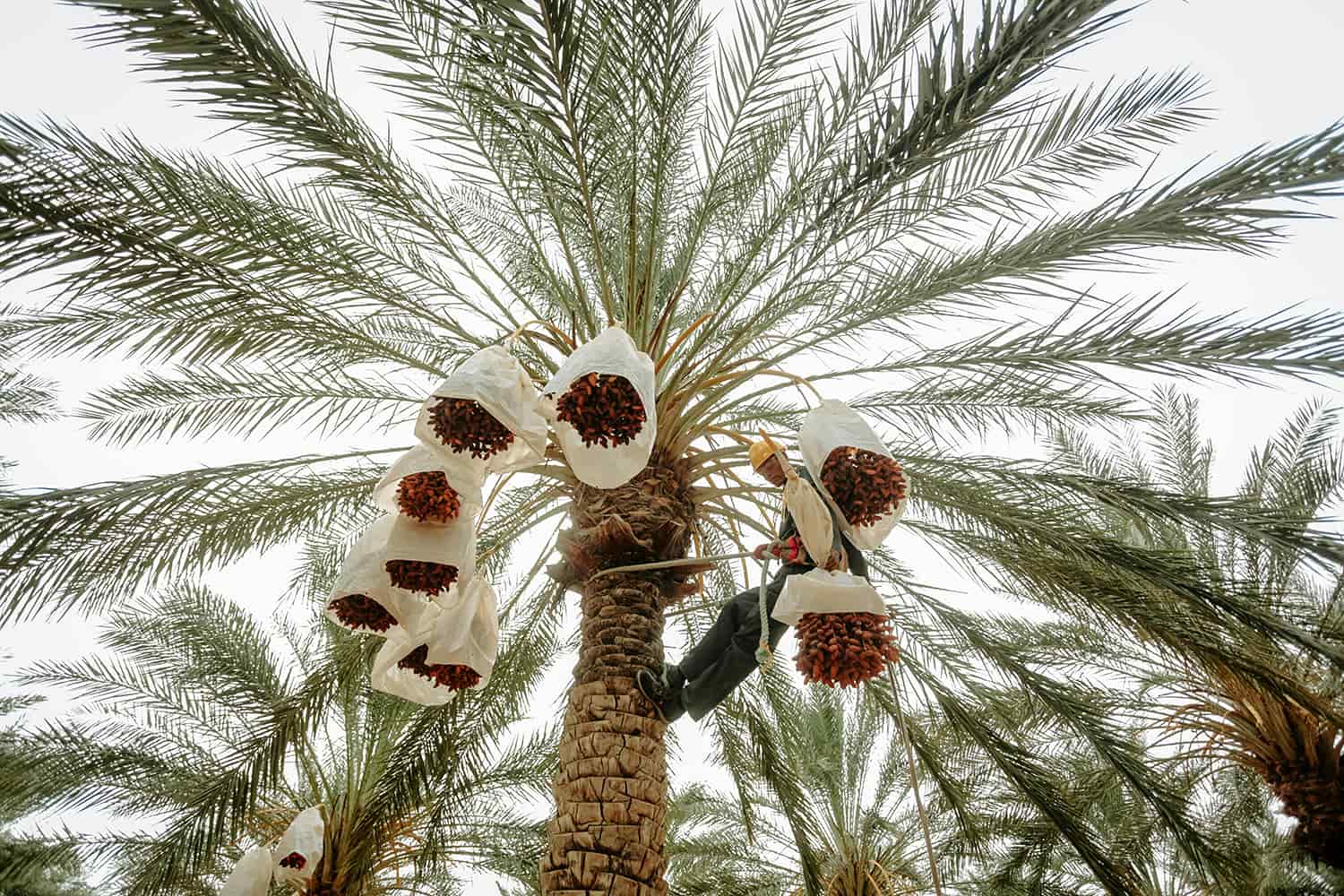 La Palmera Datilera
